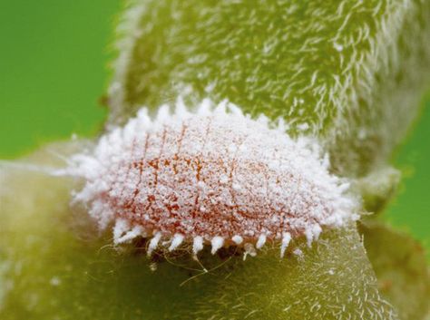 Bacteria found living within other bacteria living within insects Mealy Bugs, Scale Insects, Wild Photography, Plant Pests, Insecticidal Soap, Corn Plant, Plant Nutrients, Symbiotic Relationships, Tropical Climate