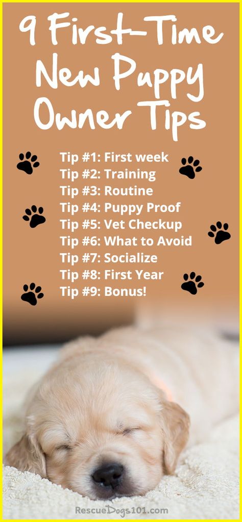 New Puppy Essentials Checklist Shopping for a new puppy is fun, but also can get expensive real quick. To keep the stress level down for your new puppy, go shopping BEFORE you bring home your new puppy. #puppy #dog #dogstuff #adoptdontshop #rescuedogs101 Puppy Essentials, Puppy List, New Puppy Checklist, Puppy Checklist, Essentials Checklist, Puppy Time, Dog Advice, Puppies Tips, Puppy Proofing