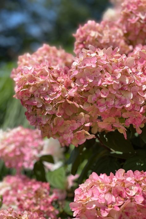 Hydrangea Firelight, Firelight Hydrangea, Grow Hydrangea, Quick Fire Hydrangea, Hardy Shrubs, Hillside Gardening, Hardy Hydrangea, Pruning Hydrangeas, Hydrangea Care