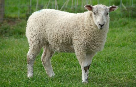 Ovine – Lexicography Sheep Names, Funny Sheep, Sheep Farm, Animal Sanctuary, Animal Hospital, Funny Relationship, Sheep Wool, Farm Animals, Animal Pictures