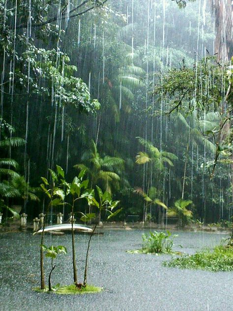 Im Regenwald... Rain Falling, After The Rain, Why Do People, In The Forest, The Forest, The Rain, Trees, Forest, Plants