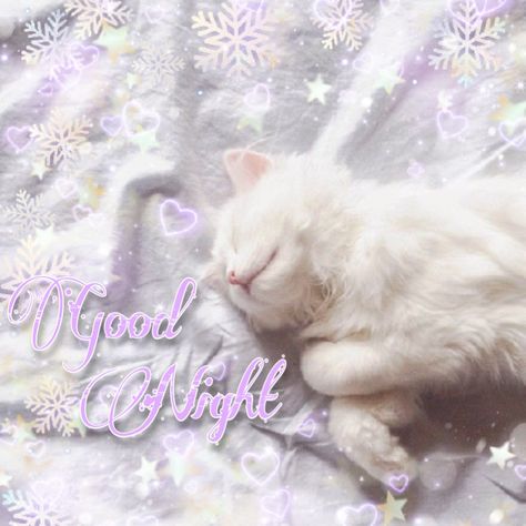 Goodnight Shawty, Kawaii Goodnight, Goodnight Photos, Cats Night, Good Night Cat, Vintage Kitten, Good Night Funny, Good Night Messages, Silly Cats