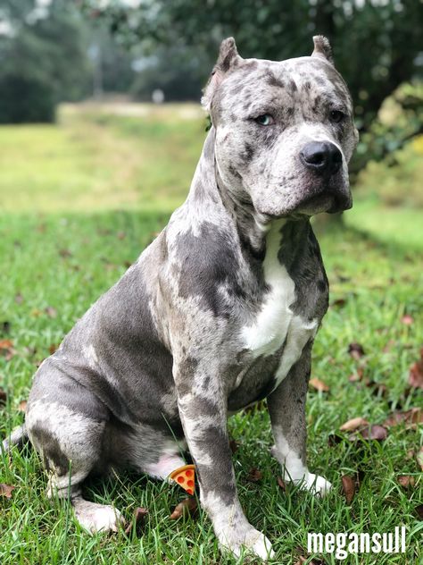 my sweet boy❤️ American Bully Bully Puppy, Dream Dog, Adorable Puppies, Sweet Boy, American Bully, Animal Friends, Animals Friends, Pitbull, Dog Life