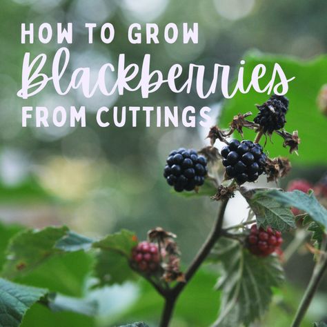 How To Propagate Blackberries, Propagate Blackberries, Pruning Blackberries, How To Grow Blackberries, Grow Blackberries, Blackberry Trellis, Blackberry Plant, Thornless Blackberries, Blackberry Plants