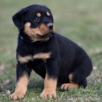 Rottweiler Puppies For Sale | Florence, SC Florence Sc, Rottweiler Puppies For Sale, Rottweiler Breed, Akita Puppies, German Spitz, American Akita, Black Puppy, Rottweiler Puppies, Rottweiler Dog