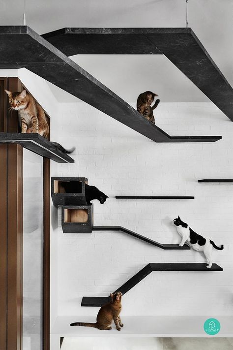 Indoor Cat Room Ideas, Cat Room Ideas, Cat Walkway, Katt Diy, Cat Climbing Wall, Cat Furniture Design, Katt Grejer, Cat Patio, Cat Hotel