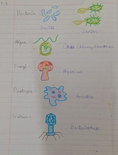 Bacteria, Algae, miceoorganisms diagram Fungi Diagram, Microorganisms Project, Bacteria Diagram, Microorganisms Art, Biology Student, Science Notes, Fashion Design Patterns, Class 8, Butterfly Gifts