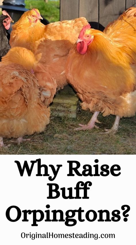 Are you thinking of raising Buff Orpington Chickens? Here is a beginner's guide for Buff Orpington chicken care! Buff Orpington Chickens Eggs, Lavender Orpington Chickens, Buff Chicken, Buff Orpington Hen, Orpington Chickens, Buff Orpington Chickens, Chicken Raising, Buff Orpington, Chicken Care