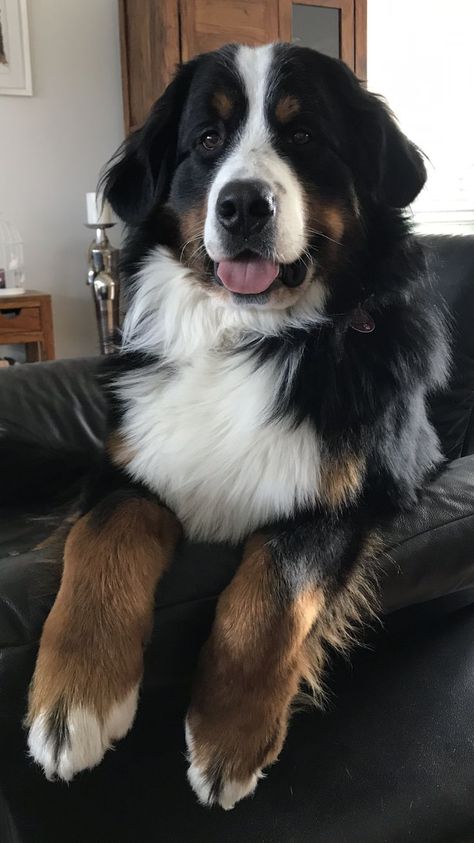 Dogs That Look Like St. Bernard's Bernese Mountain Dog Names, Big Fluffy Dogs, Fluffy Dogs, Mountain Dog, Bernese Mountain, Bernese Mountain Dog, Mountain Dogs, Welsh Corgi, Bern