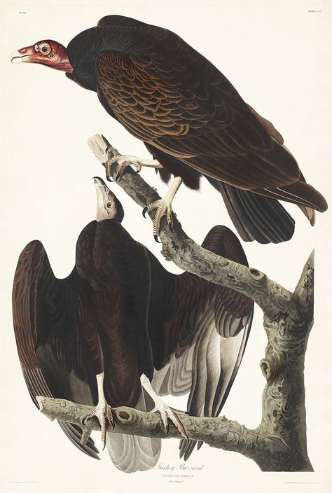 Flora And Fauna Art, Bird Engraving, Turkey Vulture, Turkey Images, Audubon Birds, Bird Illustrations, Free Illustration Images, Farm And Ranch, James Audubon