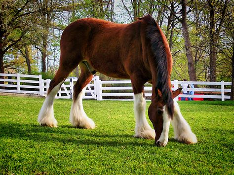 Clysdale my dream horse :D want one soo bad...there beautiful <3 Budweiser Clydesdales, Clydesdale Horses, Big Horses, Bay Horse, Horse Wallpaper, Horse Names, Majestic Horse, All The Pretty Horses, Clydesdale