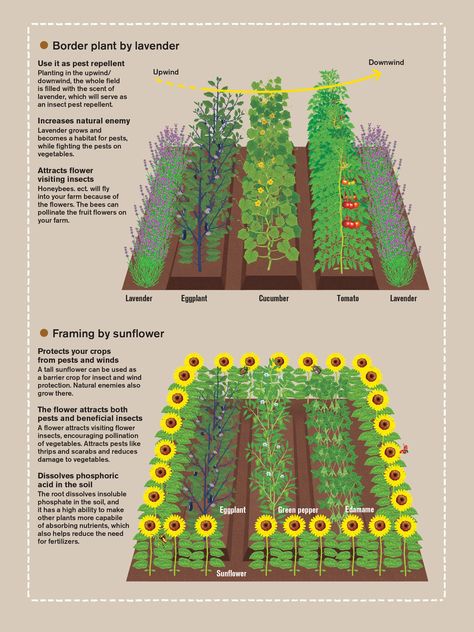 Taman Air, Container Pool, Vegetable Garden Planning, Homestead Gardens, Backyard Vegetable Gardens, Veg Garden, Backyard Farming, Home Vegetable Garden, Vegetable Garden Design