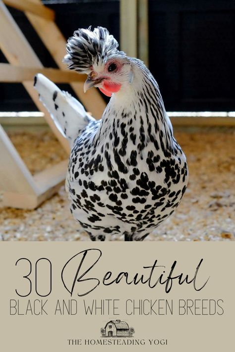 Black and White Chicken with Spangled Plumage Silver Seabright Chicken, White Crested Black Polish Chicken, Fancy Chicken Breeds, Fancy Chickens Breeds, Prettiest Chicken Breeds, Black Chicken Breeds, Unique Chicken Breeds, Pretty Chicken Breeds, Homemade Chicken Food