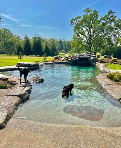 #pool Pond Style Pool, Small Swimming Pond, Pool Ponds Backyard, Mountain Swimming Pool, Dog Pond Backyard, Pond Pools Backyard, Natural Pond Pool, Natural Looking Pools, Diy Pond Pool