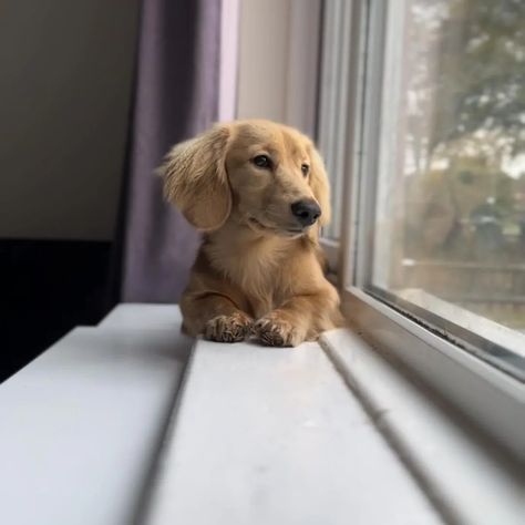 Long Haired Dachshund, Dachshund Puppies, Dachshund, Feline, Long Hair, Dog Cat, Puppies, Long Hair Styles, Dogs