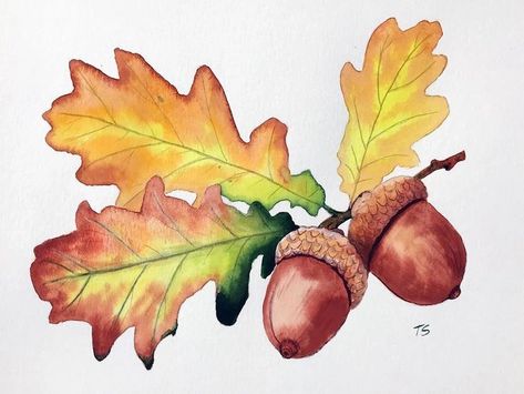 Painting Of Leaves, Acorn Drawing, Acorn Painting, Fall Drawings, Diy Watercolor Painting, Fall Watercolor, Watercolor Flower Art, Watercolor Painting Techniques, 수채화 그림