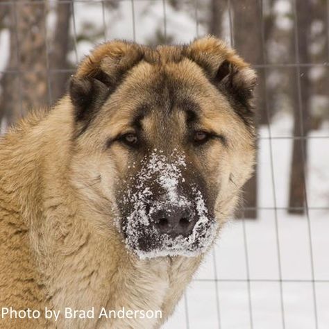 Central Asian Shepherd, Dog Types, Livestock Guardian, Sled Dog, Animals To Draw, The Letter A, Purebred Dogs, Types Of Dogs, Water Dog