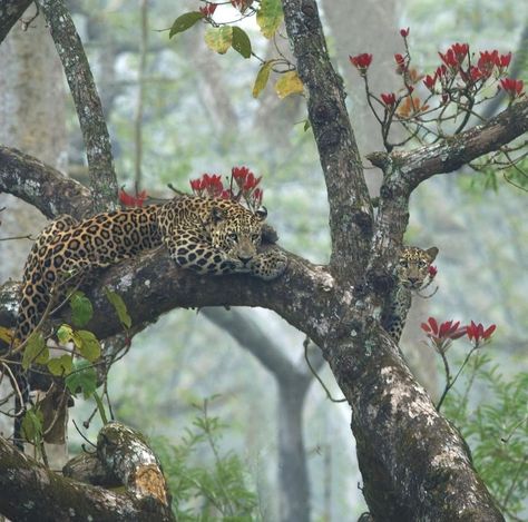 BBC Earth Jungle Art, Wildlife Animals, Leopards, Flowering Trees, Jungle Animals, Fine Art Gallery, Big Cats, Wildlife Photography, Beautiful Creatures