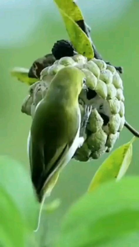 Parrot, Flowers, Animals