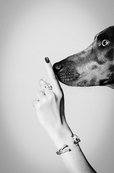 Shuhhhh...!!! Dog Photography Creative, Dog Photoshoot, Appaloosa, Quarter Horse, Dog Photography, White Photo, Dog Portraits, Dog Photos, Doberman