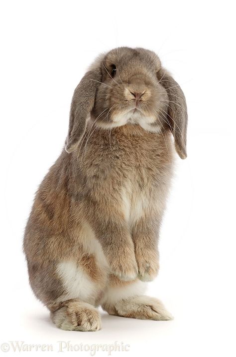 Bunny Sitting Up, Rabbit Standing Up, Bunny Standing Up, Animals Standing Up, Bunny Standing Up Drawing, Bunny Front View, Bunny Reference Photos, Bunny Side Profile, Bunny White Background