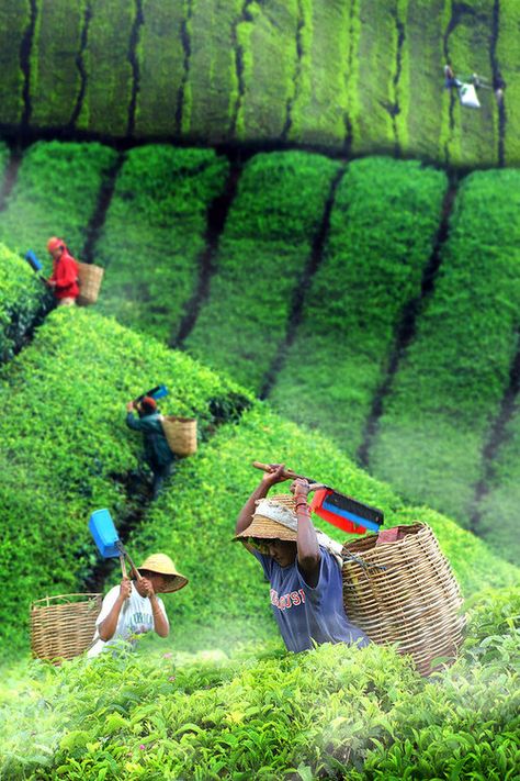 Tea Harvesting, Tea Farm, Eye Photo, Voyage Bali, Tea Estate, West Java, Tea Garden, We Are The World, Incredible India