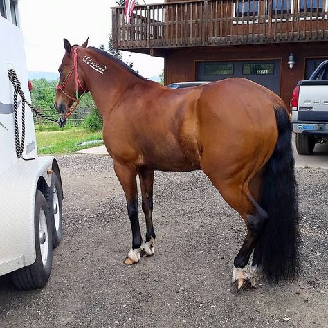 Champ - 12 year old BLM mustang (Brookechamp101 on Instagram) #Mustang #equine Mustang Training, Mustang Makeover, Horse Hacks, Blm Mustang, Bay Horses, American Paint Horse, Baby Sea Turtles, Horse Ideas, Mustang Horse