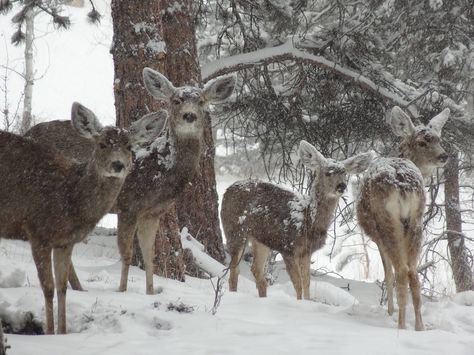 Winter Princess, Winter Fairy, I Love Winter, Snow Angels, Winter Scenery, Best Seasons, Winter Wonder, Winter Aesthetic, Winter Time