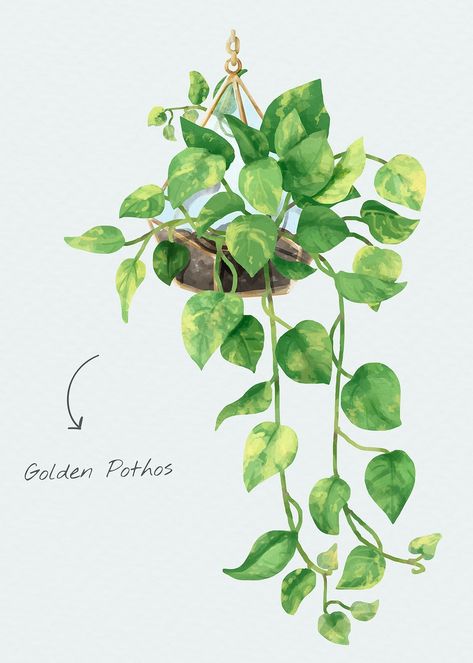 Pathos Plant Drawing, Leaf Aesthetic Drawing, Golden Pothos Tattoo, Pothos Watercolor, Pothos Plant Drawing, Watercolor Pothos, Vine Tattoo Drawing, Pothos Illustration, Pothos Painting