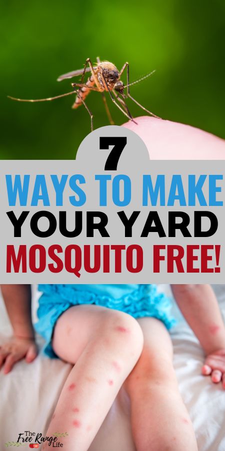 Mosquito Yard Spray, Mosquito Repellent Homemade, Diy Mosquito Repellent, Bug Spray Recipe, Mosquito Plants, Mosquito Spray, Natural Mosquito Repellant, Diy Pest Control, Kill Mosquitos