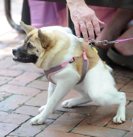 Pig the Dog Deformed Animals, Unusual Dog Breeds, Pet Parade, Pig Dog, Poor Dog, Interesting Animals, Boxer Dogs, Weird Animals, Dog Photos