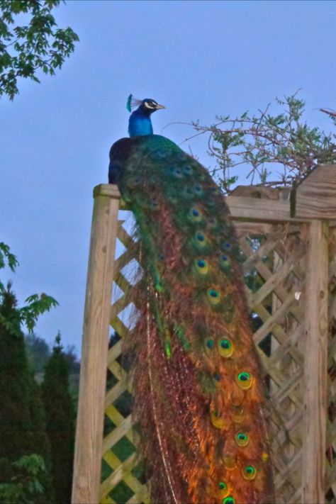 Peafowl like to sleep in the same place each night. Unfortunately, if you don’t train them to sleep in their coop at night, they may never come home to roost!   Why is it important for them to stay home? Several reasons. They are much more vulnerable to predator attacks at night. Plus they may wander off & find another farm or piece of land they like better & never return!   Note that if they are born and raised in the coop and used to sleeping there, you won’t have to worry about training them. Peacock Aviary Ideas, Peacock Raising, Peafowl Coop, Peacock Aviary, Raising Peafowl, Raising Peacocks, Peacock Coop, Mechanical Gadgets, Peacock Farm