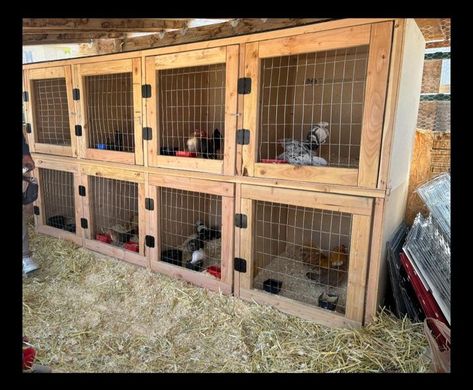 OEGB SET UP IDEAS, CAGES | 8 breeding pen setup 💪🏽 | Facebook Chicken Isolation Pen, Rabbit Breeding Setup, Chicken Breeding Pens Ideas, Chicken Pen Ideas Diy, Chicken Breeding Pens, Silkie Coop, Poultry Breeding Pens, Serama Chicken, Livestock Shelter