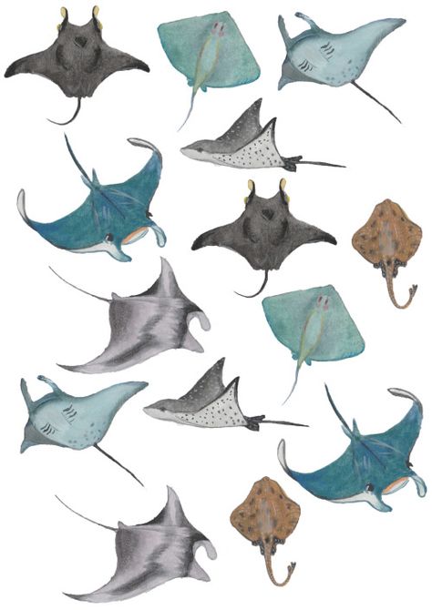 sea rays - so beautiful Mantaray Drawing, Scientific Illustration, Arte Inspo, Ocean Creatures, Art And Illustration, Fish Art, Sea Animals, Sea Creatures, 그림 그리기