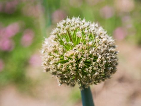 When To Harvest Onions, How To Store Seeds, Harvest Onions, Onion Seeds, Onion Flower, Seed Balls, Planting Onions, Vidalia Onions, Seed Saving