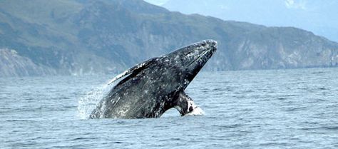 Communing with gray whales at isolated, wild Laguna San Ignacio in Baja provided the ideal five-day break from the 24/7 world of Trump news. Whale Facts, Depoe Bay, Save The Whales, Gray Whale, Arctic Ocean, Baja California Sur, Marine Mammals, Humpback Whale, Whale Watching