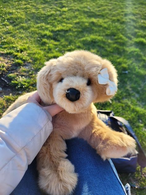 Douglas Dog Plush, Golden Retriever Plush, Essa Stuffed Dogs, Essa Douglas Dog, Essa Dog Plush, Essa Plush, Bella Name, Douglas Dog, Toys Aesthetic