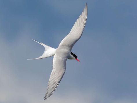 Arctic Tern, Arctic Tundra, Red Bill, Boreal Forest, Small Ponds, All Birds, White Bird, Bird Pictures, Sea Birds