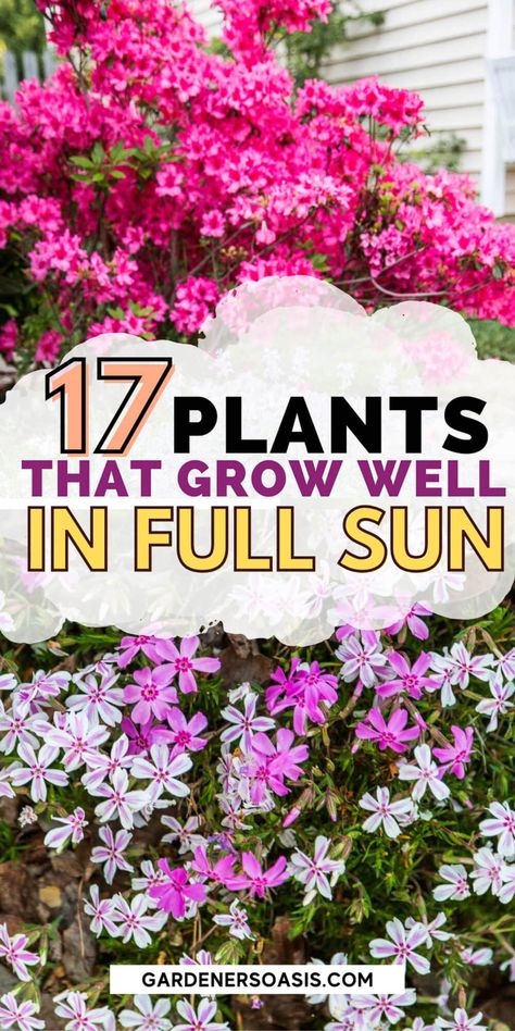 If you're a lazy gardener like me, these full sun perennials are perfect for your garden design! Low maintenance and easy to grow, these plants are perfect for landscaping sunny front yards and backyards. Click through to find out more. Full Sun Perennials Low Maintenance, Full Sun Landscaping, Perennials Low Maintenance, Full Sun Garden, Full Sun Flowers, Front Flower Beds, Flower Bed Designs, Full Sun Perennials, Sun Loving Plants