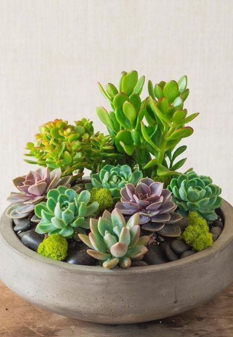 succulent garden indoor; succulent garden DIY; succulent arrangements; succulent arrangement indoor. Succulents Types, Mini Succulent Garden, Kaktus Dan Sukulen, Succulent Garden Indoor, Beautiful Composition, Indoor Cactus, Succulent Garden Design, نباتات منزلية, Pot Decoration