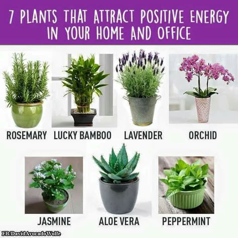 Positive Energy Plants Attract Positive Energy, Meditation Rooms, Zen Room, Inside Plants, Terraria, Yoga Room, Plant Lady, Herb Garden, Plant Life