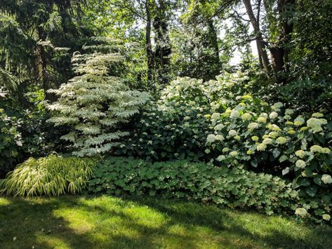 Garden Design Drawing, Maryland Garden, Shade Garden Design, Oakleaf Hydrangea, Hydrangea Garden, Fine Gardening, Forest Garden, Tomato Garden, Garden Photography