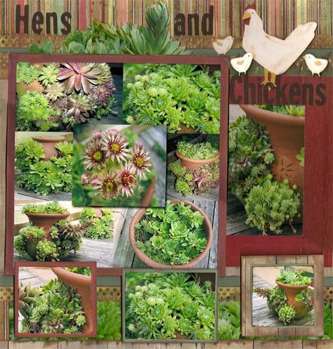 Interesting planting ideas for Hens and Chickens Hens And Chickens, Cheap Plants, Planting Ideas, Hen Chicken, Hens And Chicks, Neat Ideas, Garden Pests, Large Plants, Outdoor Ideas