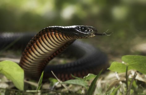 "Huge" venomous snake found in child's toy basket Inland Taipan, Indian Cobra, Snake Facts, Aggressive Animals, Rat Poison, Poisonous Snakes, Sea Snake, Fun Facts About Animals, Native Australians