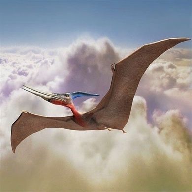 Pteranodon #Pteranodon #pterosaur #flyingdinosaur #dinosaur Dinosaur Kids Party, Prehistoric Wildlife, Dinosaur Wallpaper, All Dinosaurs, Dinosaur Pictures, Jurassic World Dinosaurs, Ancient Animals, Paleo Art, Facts For Kids