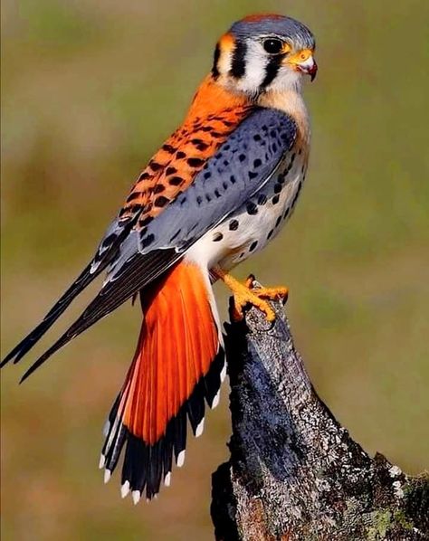 The American Kestrel 🐦🐦🐦 Also called a sparrow Hawk is the smallest and most common Falcon in North America. American Nature, North American Birds, Raptors Bird, American Kestrel, Dog Poses, Cosplay Tutorial, Nature Birds, Silly Animals, Bird Pictures