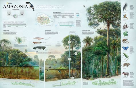 Caption: Caption: "Amazonia," from 2015, illustrates the three types of rainforests and their ecosystems in lush detail.Taschen & National Geographic Infographic Photography, Rainforest Ecosystem, Interpretive Signage, Digital Imaging, National Geographic Magazine, Scientific Illustration, Animal Species, Amazon Rainforest, Animal Posters