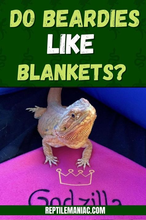 Diy Bearded Dragon Cage, Bearded Dragon Toys, Bearded Dragon Hammock, Bearded Dragon Terrarium Ideas, Bearded Dragon Diy, Bearded Dragon Terrarium, Bearded Dragon Cage, Bearded Dragon Habitat, Bearded Dragon Diet