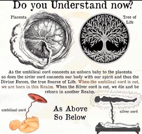 Unborn Baby, Spiritual Messages, Ancient Knowledge, Birth Chart, Spirituality Energy, Ancient Wisdom, Spiritual Art, Our Body, Tree Of Life