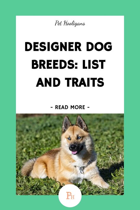 Explore our comprehensive compilation of designer dog breeds, featuring an overview of seven popular designer breeds along with the advantages and drawbacks associated with each. Dive into the world of unique and trendy canine companions to discover the perfect breed that suits your lifestyle and preferences. Miniature Husky, Designer Dogs Breeds, Bird Hunter, Best Treats For Dogs, Dog Breeds List, Every Dog Breed, Designer Dogs, Hybrid Dogs, Purebred Dogs